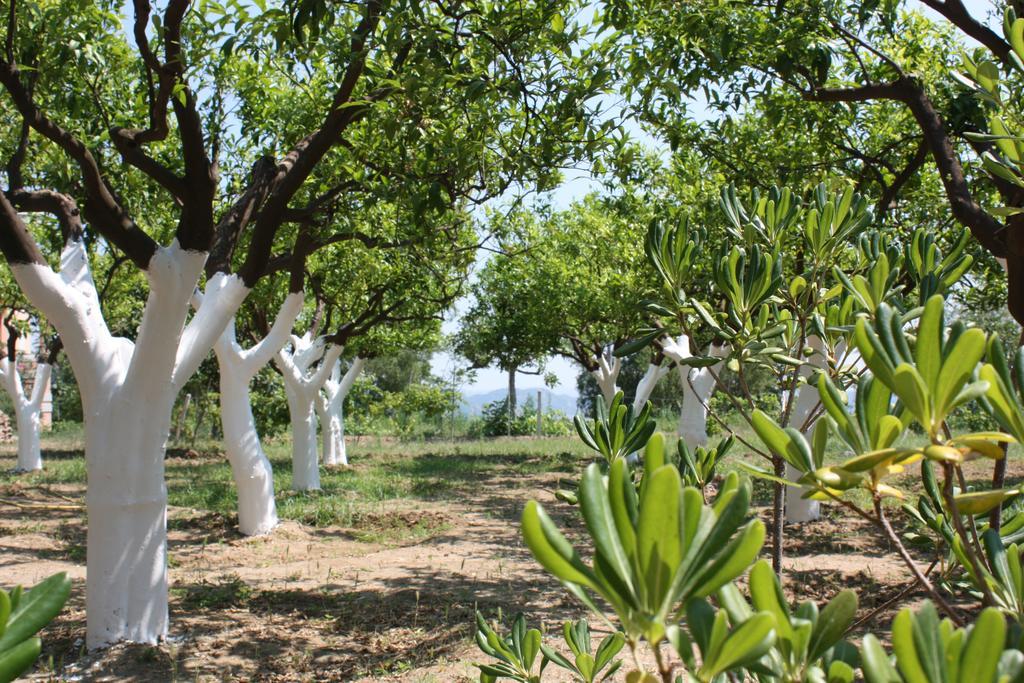 Azienda Agrituristica Biologica Il Querceto Santa Severina Exteriér fotografie